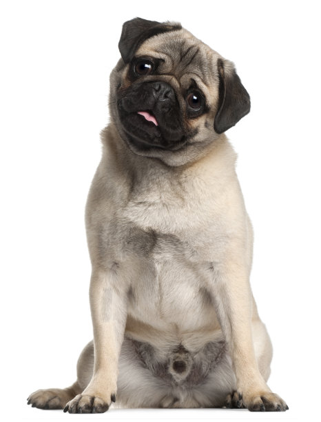 pug