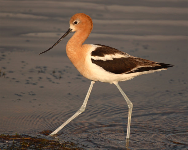 avocet