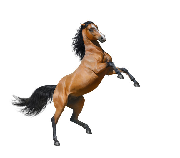 mustang