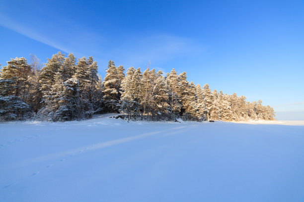 冬季芬兰北部白色的雪原与森林