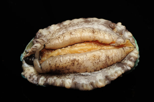 abalone