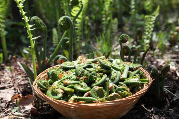fiddlehead