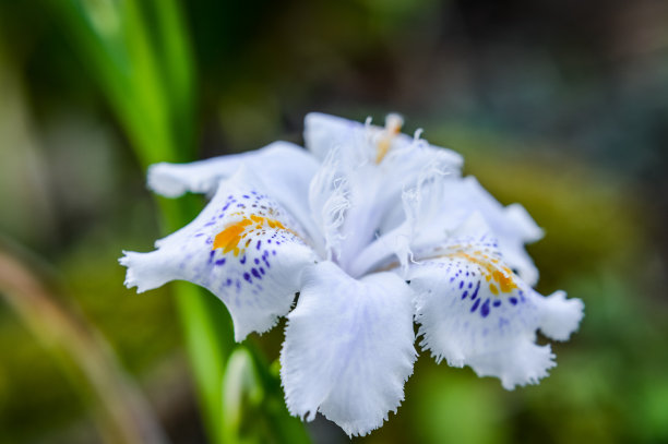 鸢尾花蓝蝴蝶花