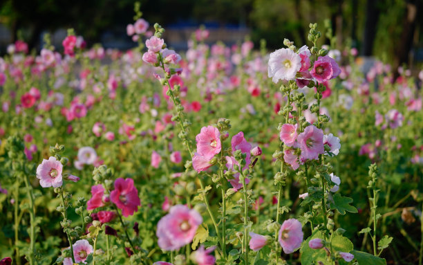 stockrose
