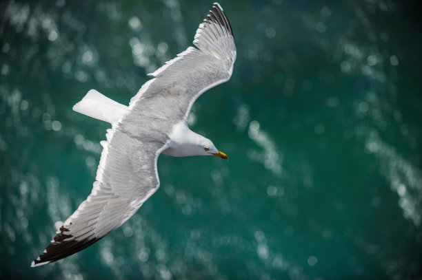 seagull