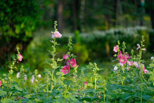 stockrose