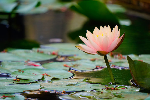zen