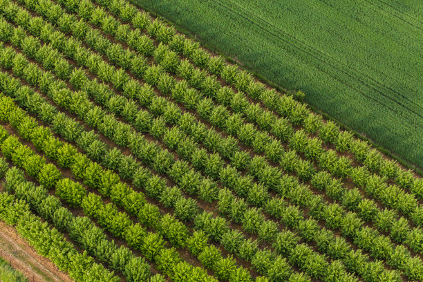 orchard
