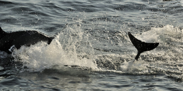 海豚快速游泳跳跃