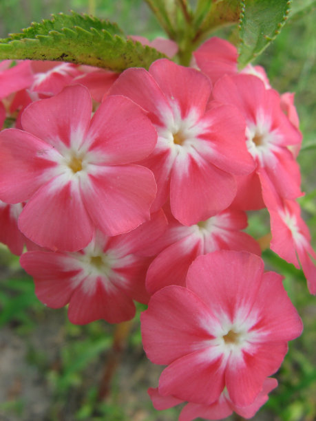 impatiens