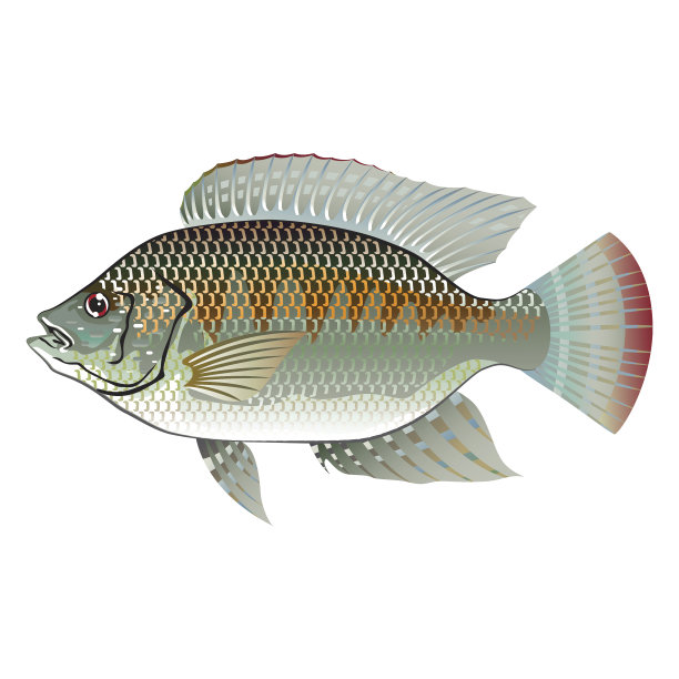 tilapia