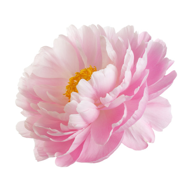 peony