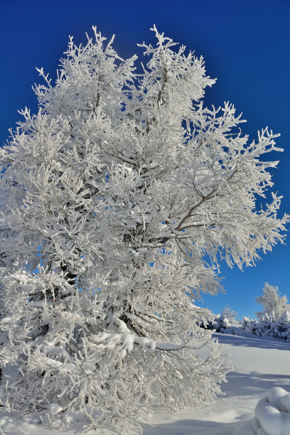 高山滑雪