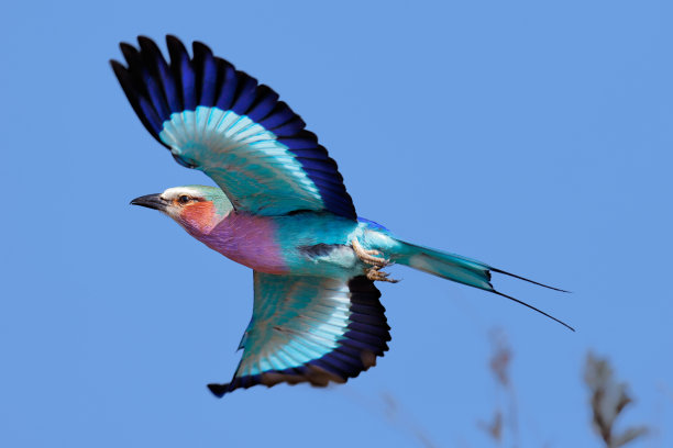 avian