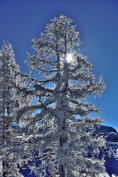 高山滑雪