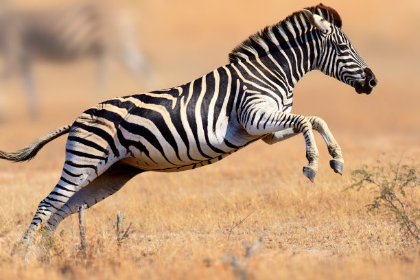 zebra