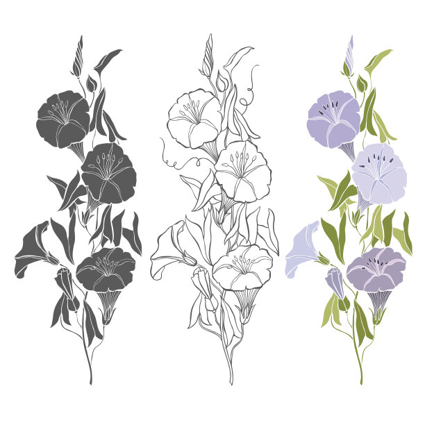 旋花属植物,花簇,芳香的