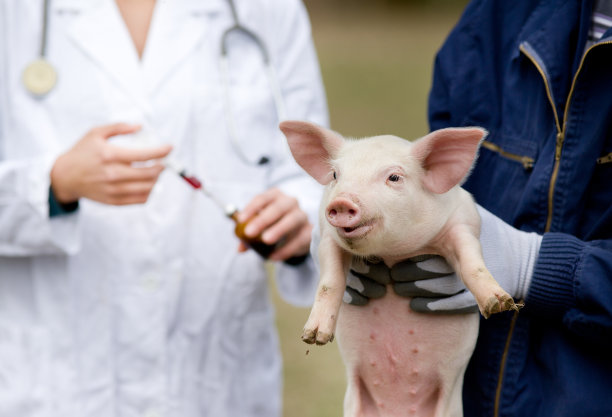 pig