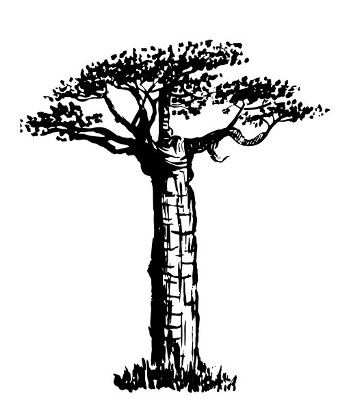 baobab
