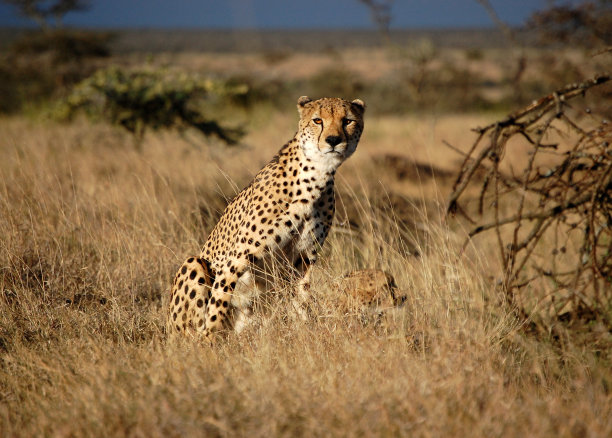 nanyuki