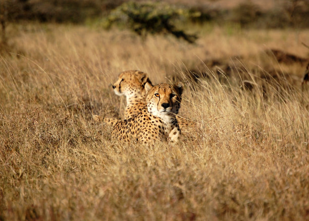 nanyuki