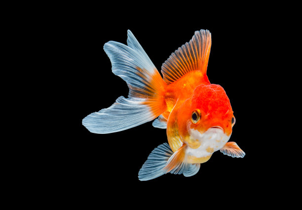 carassius
