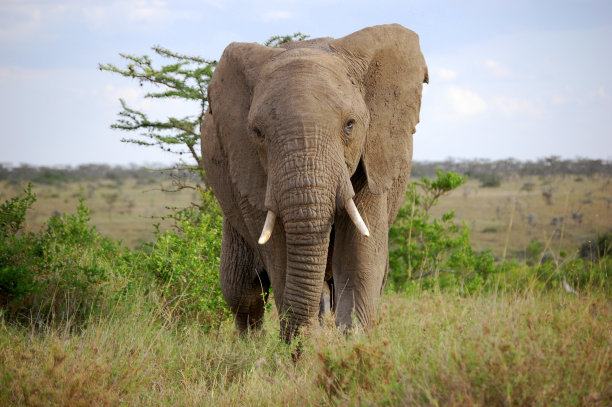 nanyuki
