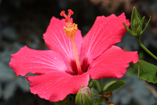 月季花花朵与花蕾