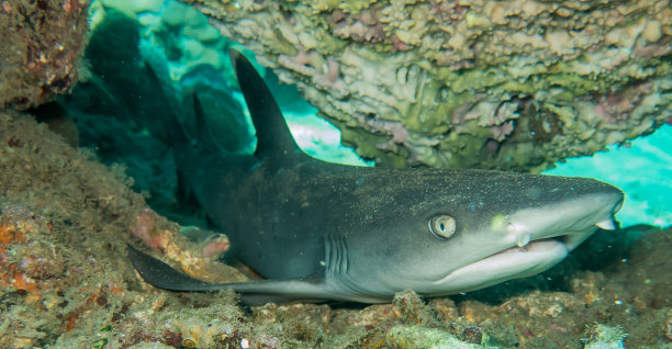 白尖鳍角鲨