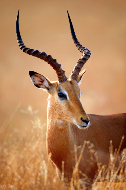 antelope
