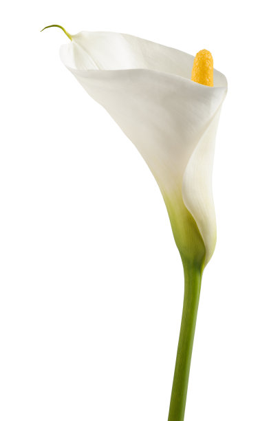 zantedeschia