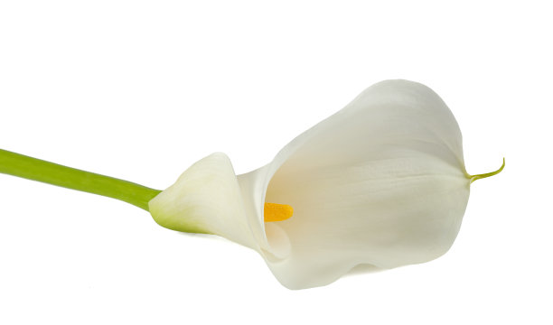 zantedeschia