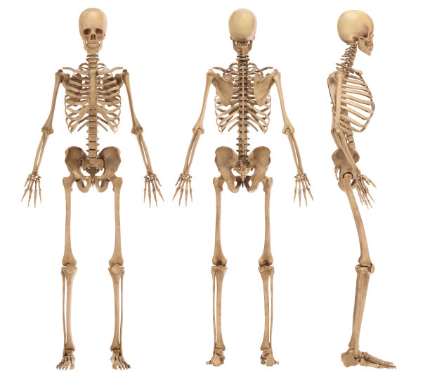 bone