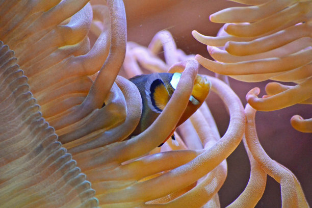 anemonefish