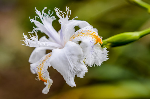 鸢尾花蓝蝴蝶花