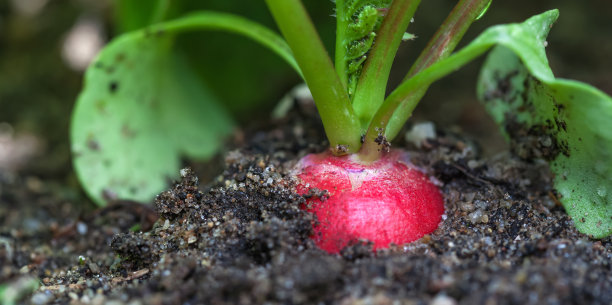 radishes
