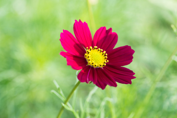 calliopsis
