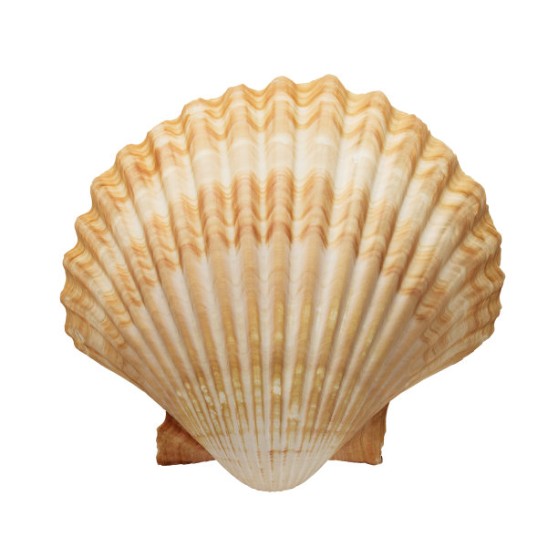 seashell