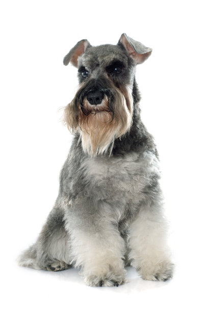 schnauzer