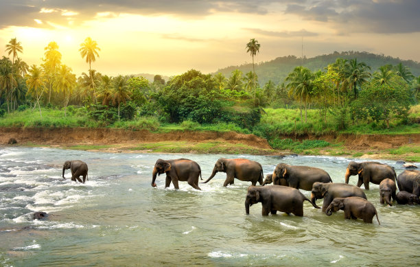 wildlife
