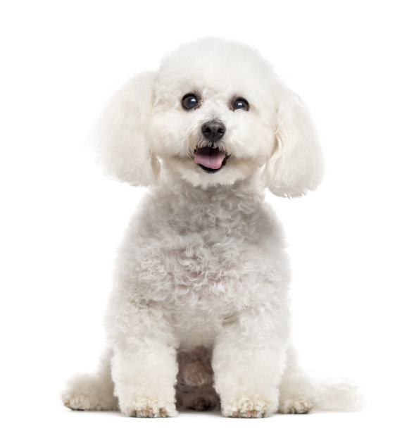 比熊犬