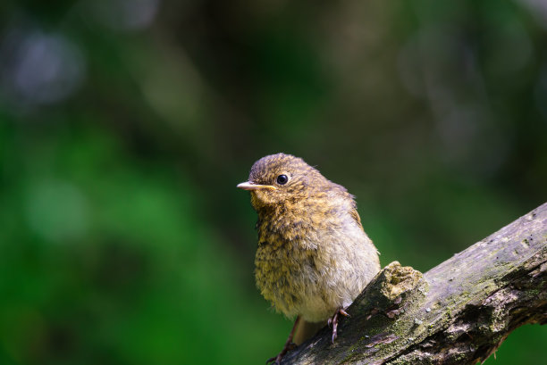 robin-chat