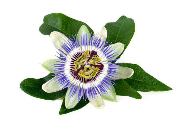 passiflora