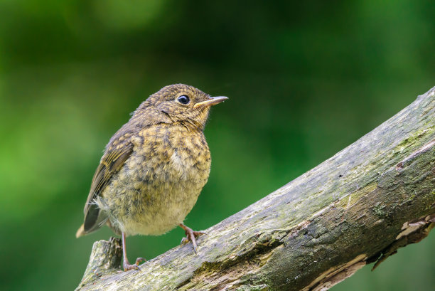 robin-chat