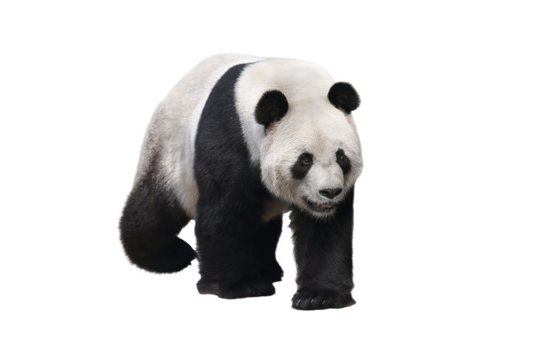 panda