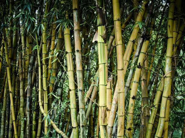 巨竹