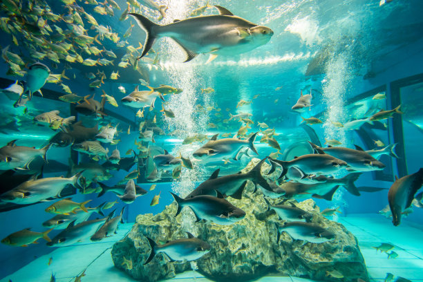 aquarium