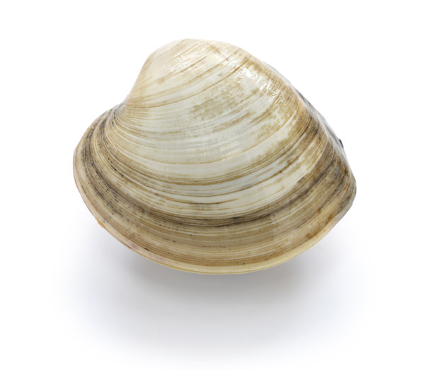 tridacna