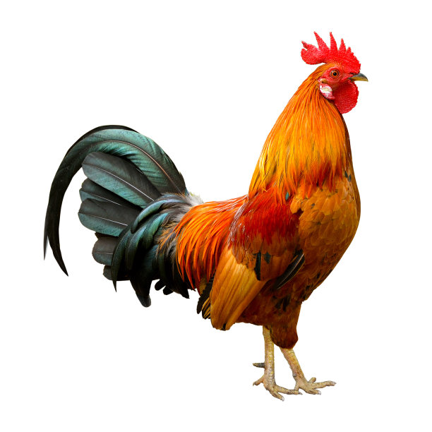 cock