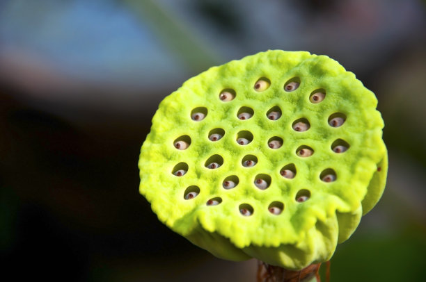 lotus